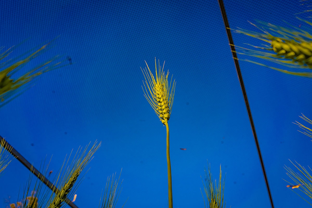 Crommelin Agricoatings photography lensnation