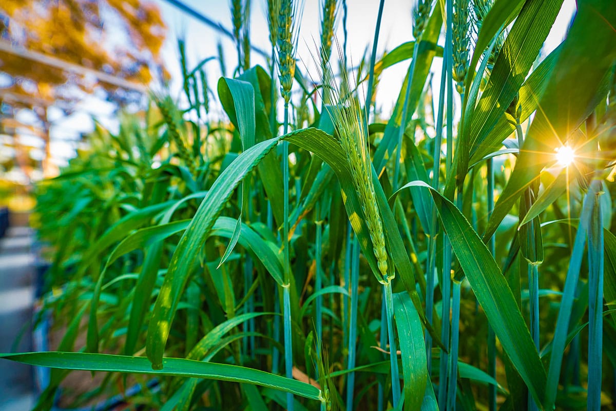 Commercial photography Crommelin Agricoatings Perth 