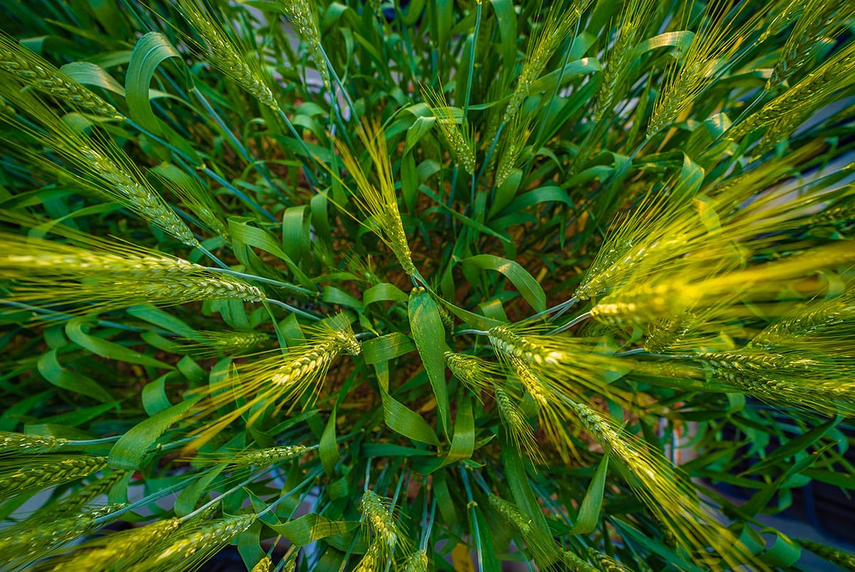 Commercial photography Crommelin Agricoatings Perth 