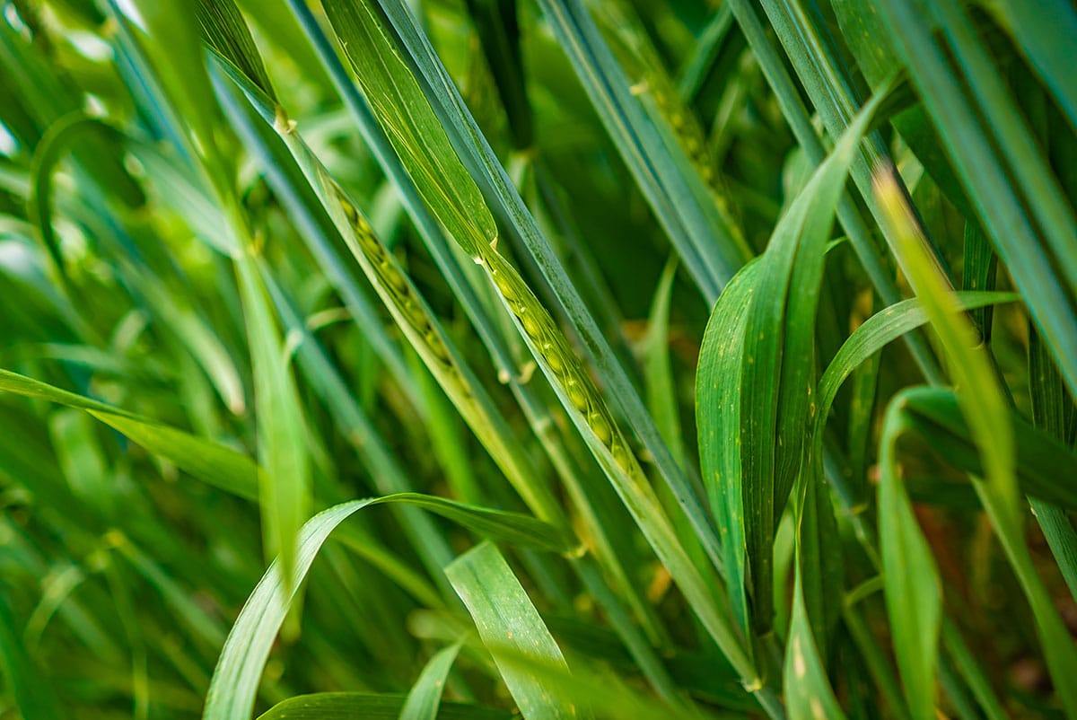 Lensnation Commercial photography for Crommelin Agricoatings Perth 
