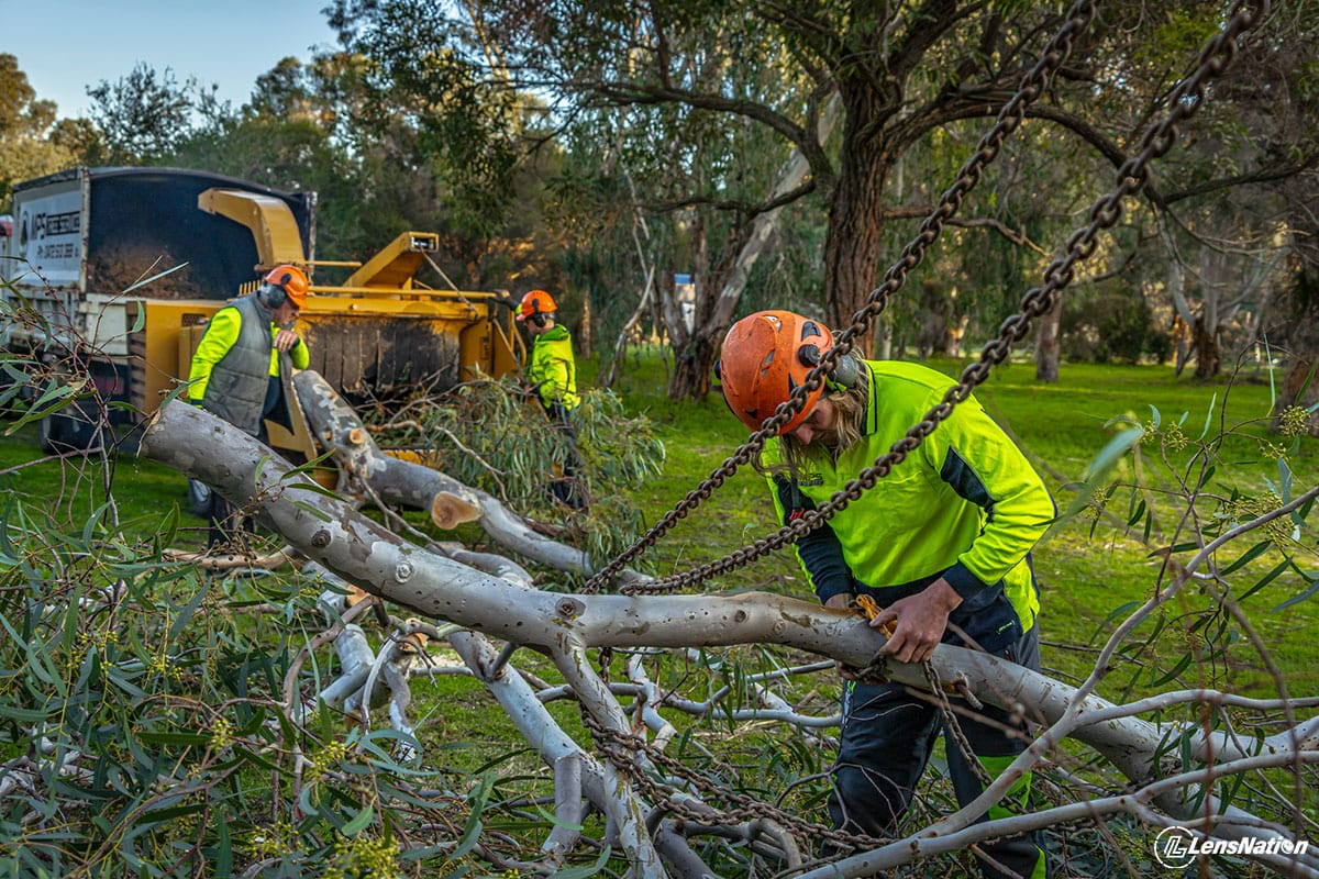 Services Tree logging Lensnation Commercial Photos 