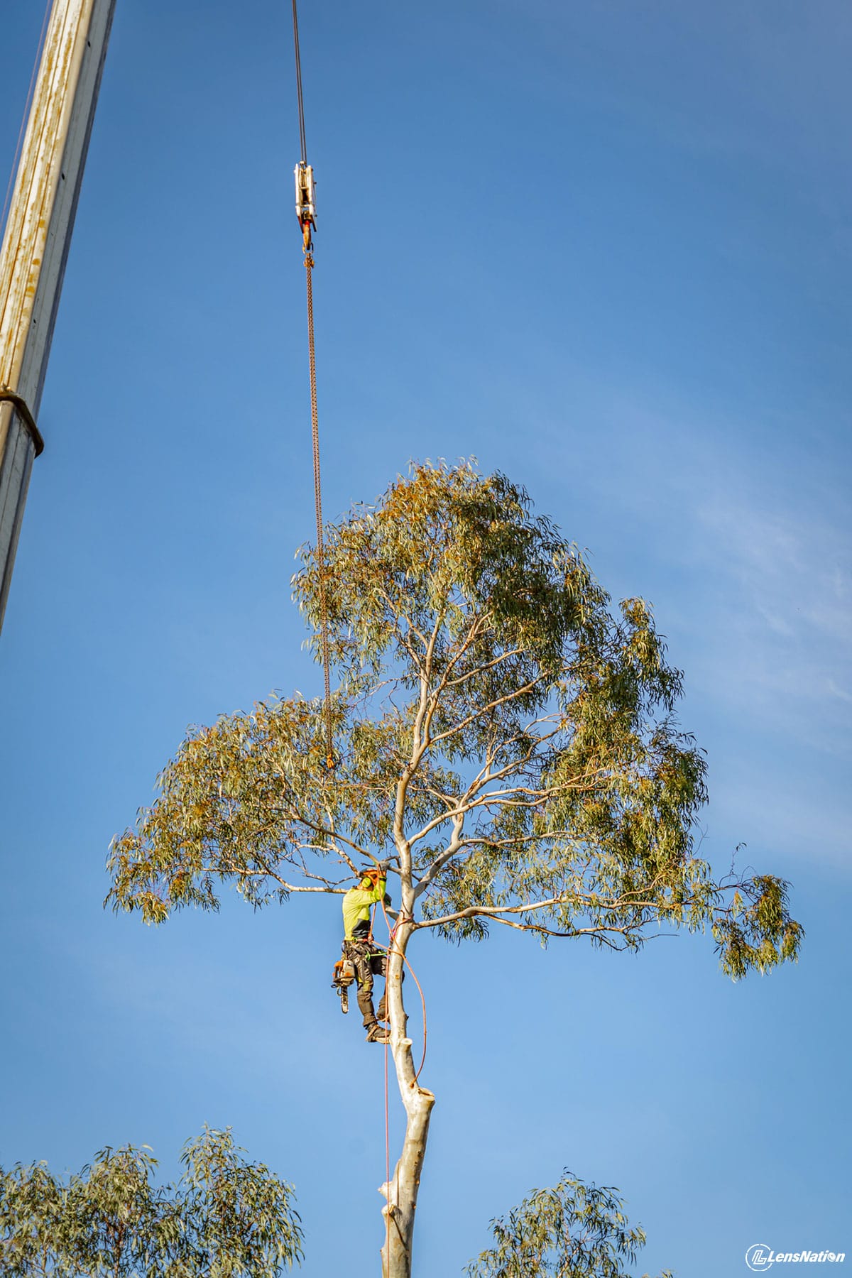 Big tree logging services commercial photos