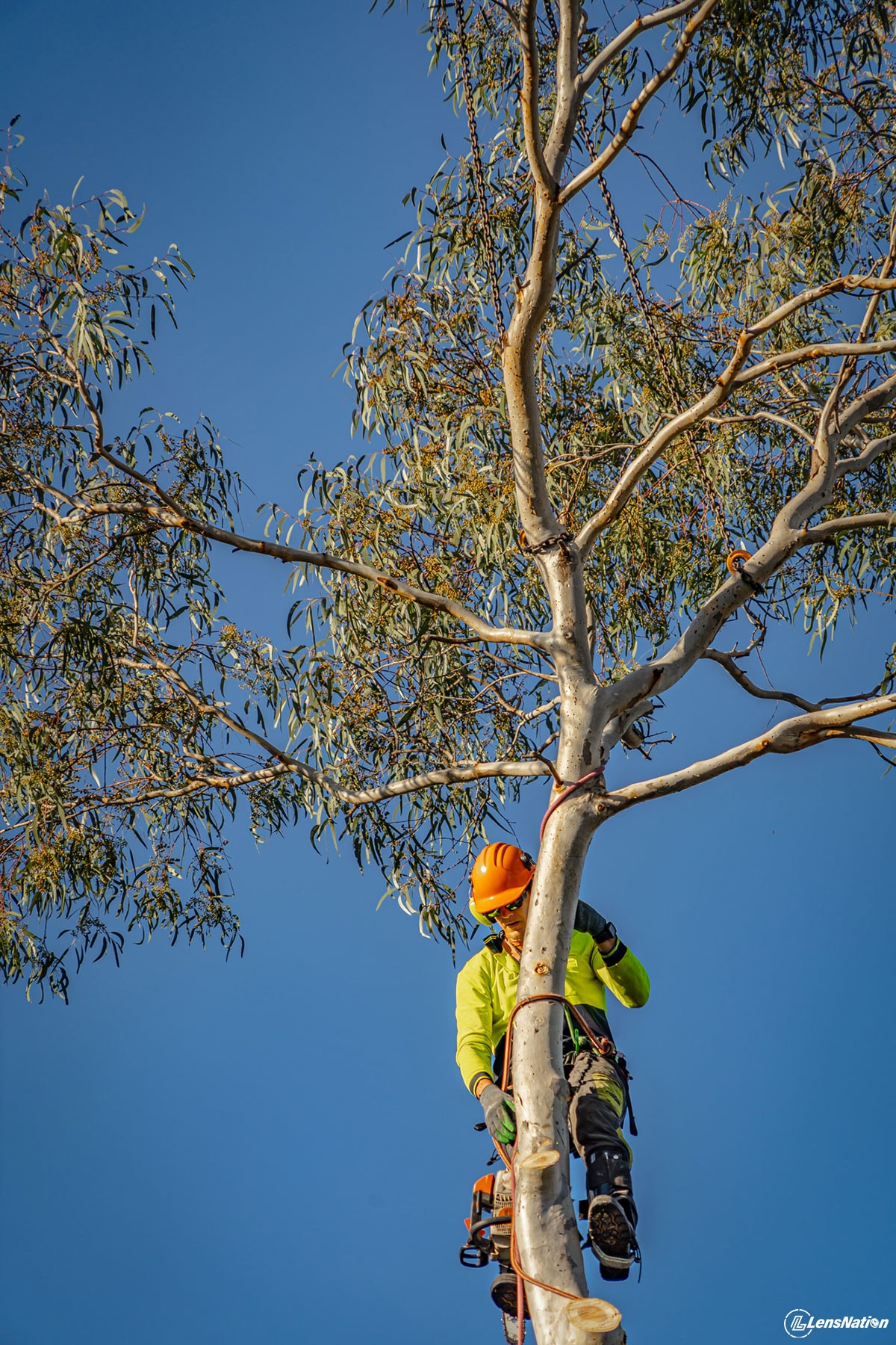 Big tree logging services commercial photos