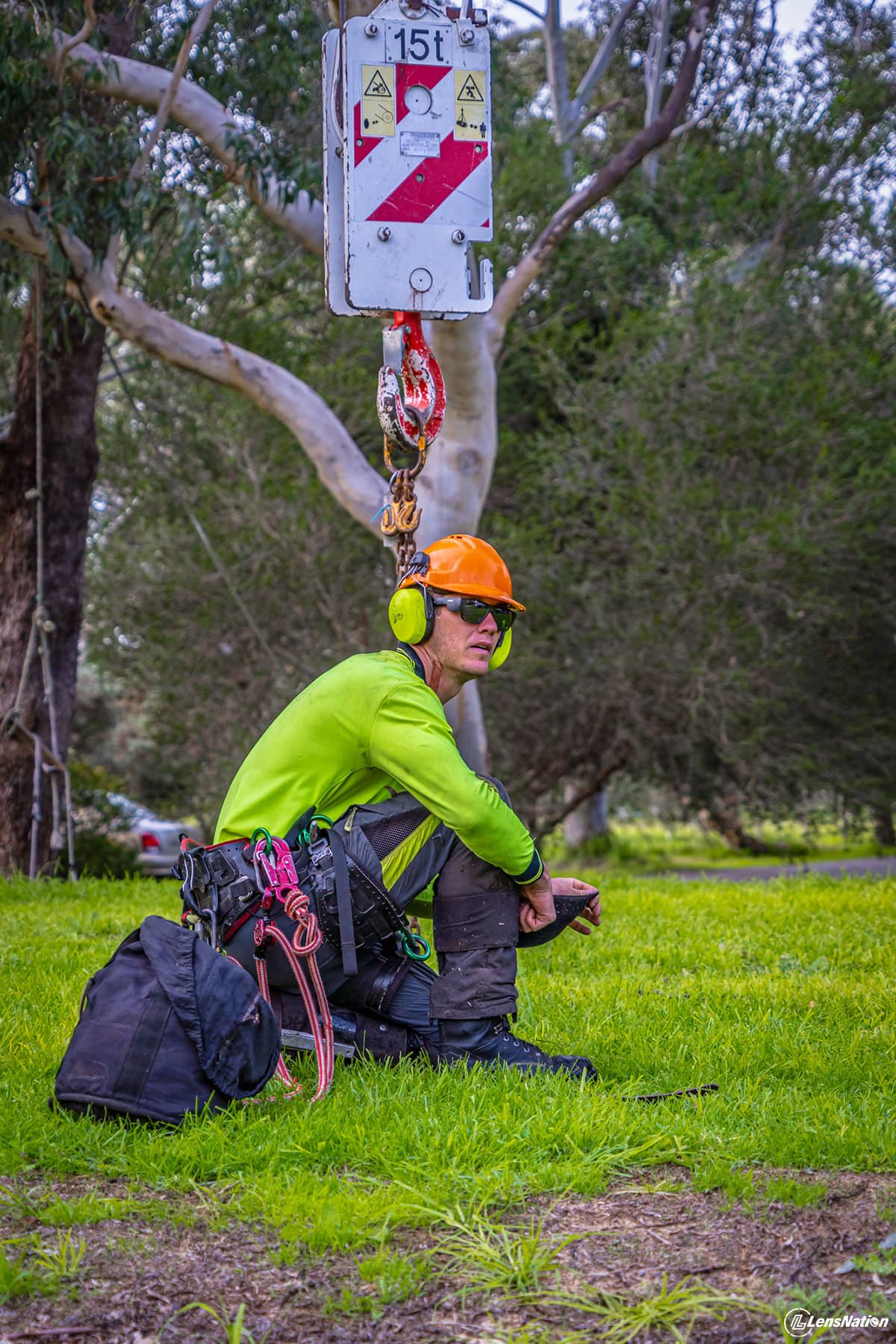 Tree Logger getting ready for going up the tree Photography