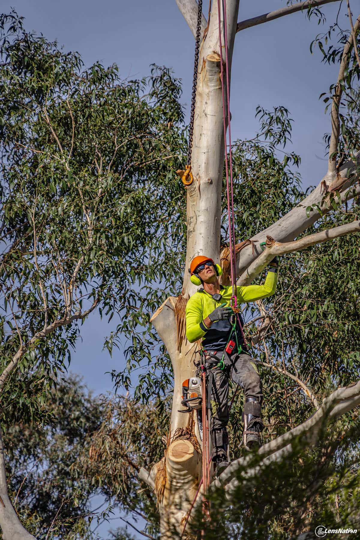 Tree Logger in the tree Photography
