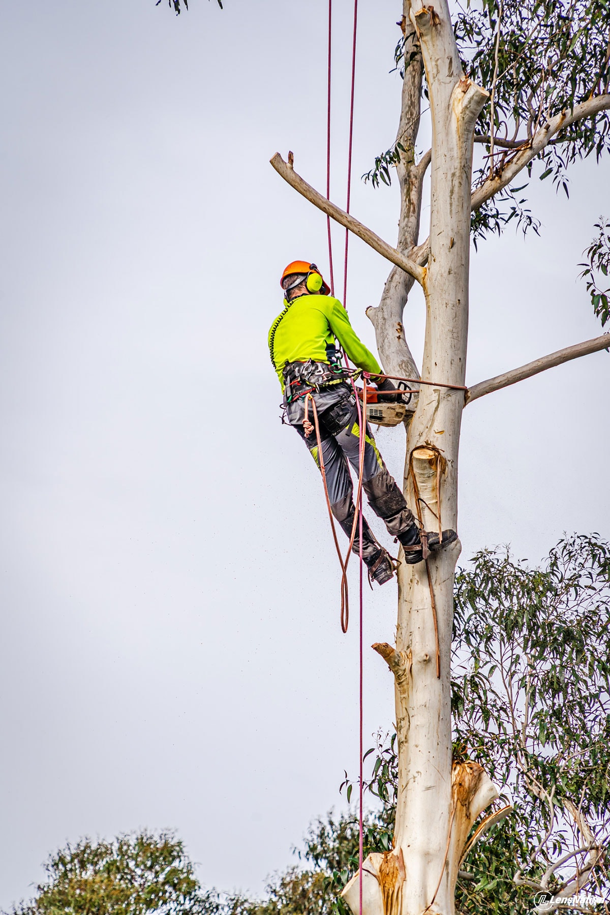 Tree Logger in the tree Photography Services