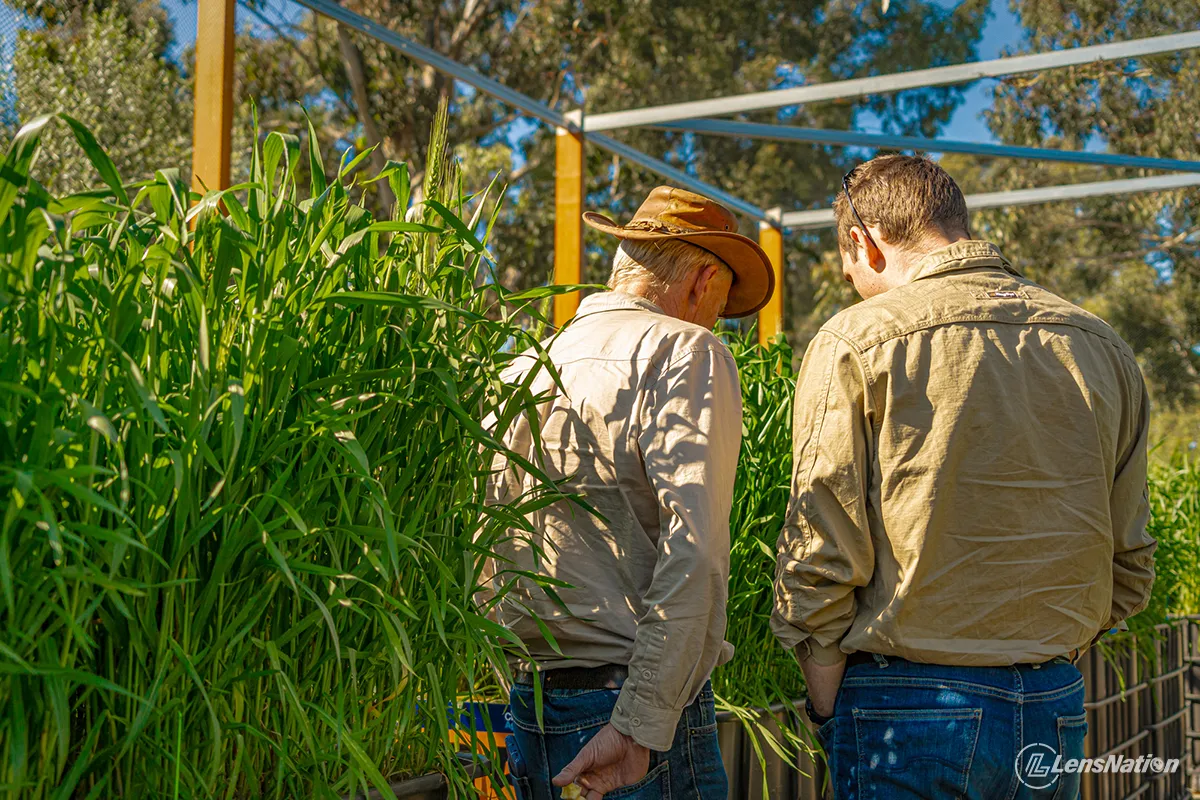 Perfect photograph of Fertilizer Australia delegates looking at the crops